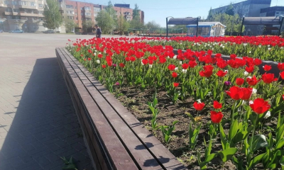 Площадь Станислава Богданова радует глаз яркими красками весенних тюльпанов