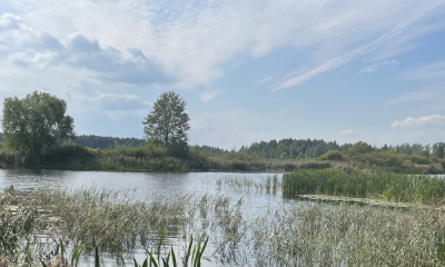 Спасти Колпанское озеро. Водоём под Гатчиной медленно умирает.