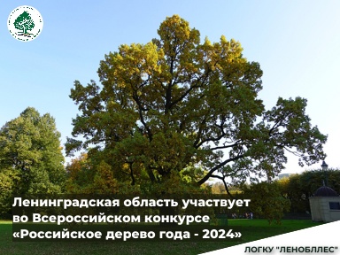 Поддержите Орловский дуб из Гатчинского парка во Всероссийском голосовании!