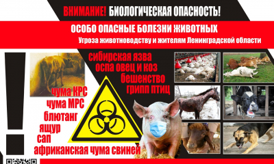 Предотвращение заноса и возникновения инфекционных болезней на территории региона