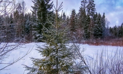 В Ленобласти стартует акция «Новогодняя ёлка в каждый дом»