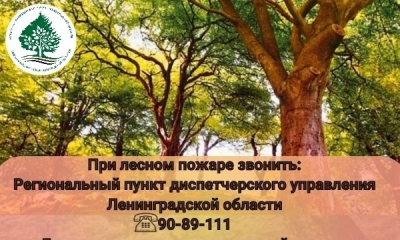 Правила пожарной безопасности при нахождении на территории лесного фонда и в случае обнаружения пожара в лесу