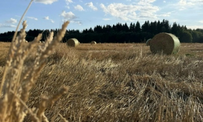Вот оно — наше ленинградское лето