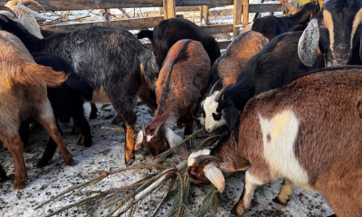 Ёлки, палки и щепа